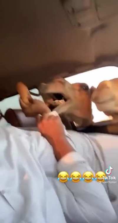 Feeding the camels