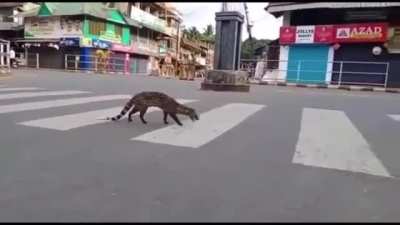 ? Civet cat ventures into an Indian town during lockdown.