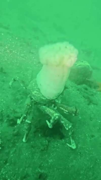 ? A masking crab wearing an anemones like a chef’s hat