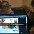The Warmest Spot Goes to the Cat Who Wins