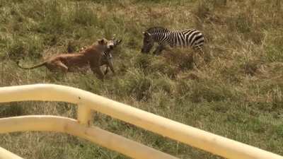 ? "You chose the wrong foal, fool!"