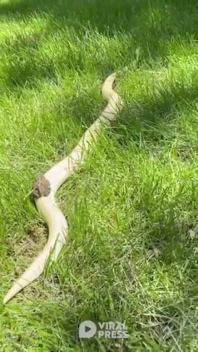 Snake train like a boss ?