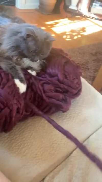 Well, she’ll at least win the cutest “helper” award…