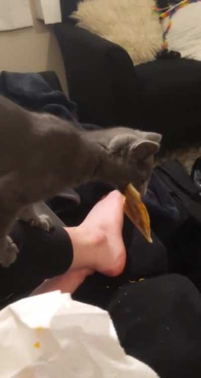 Smol taco bell thief ?