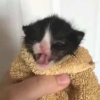 littles blop