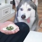 Füd