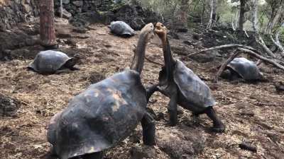 ? Galapagos Tortoise fight ?