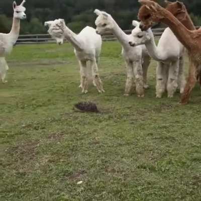 ? A hedgehog passing through a herd of alpacas ?