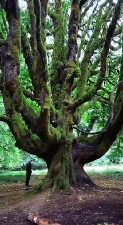 ? Maple in the Hoh Rain Forest, USA.