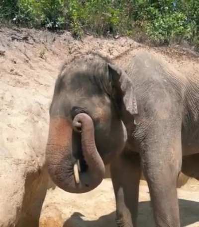 ?Elephants use their trunk to rub their eyes ?