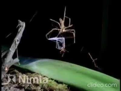 ?The gladiator spider casts its web over its prey like a bestiary