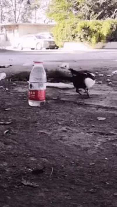 ? intelligent bird ?
