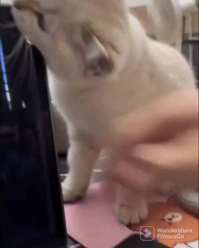 Cat eating an apple