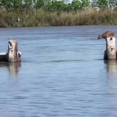 ? The immense jumping power of a bobcat ?