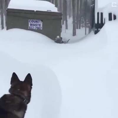 German Shepherd rescues Friend stuck in snow