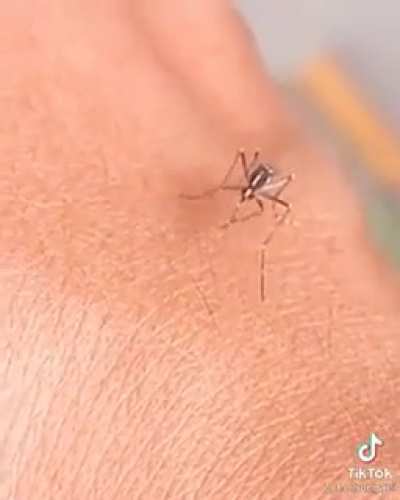 Erectile dysfunction in mosquito.?