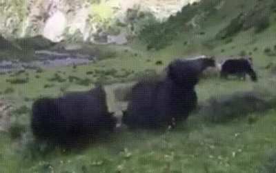 ? Yak does an accidental front flip after fighting with another Yak
