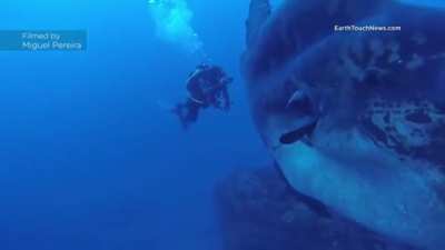 ? Giant sunfish spotted near Portugal