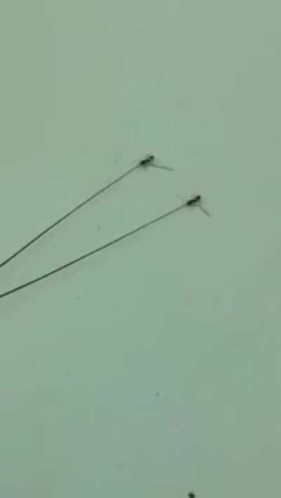 ? 2 ants dragging a cockroach by its antenna