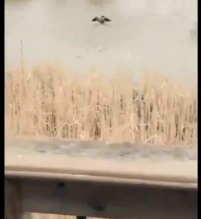 Mother goose protecting its nest from seagull (via drowning it)?