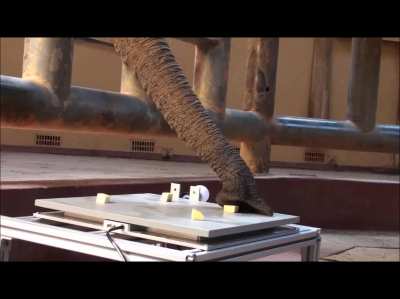 ? Elephant trunk picking up multiple small objects.