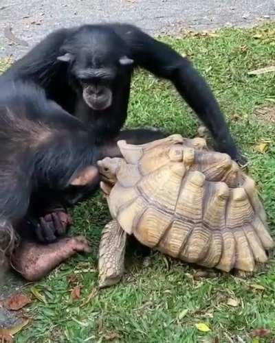 ? Chimpanzee sharing food with Tortoise