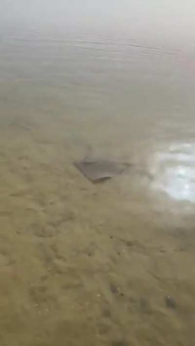 Natural instincts of a stingray against predators