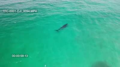 ? I'll see your surfing dolphins and raise you a whale.