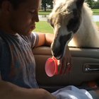 Having too much confidence with a llama. WCGW?