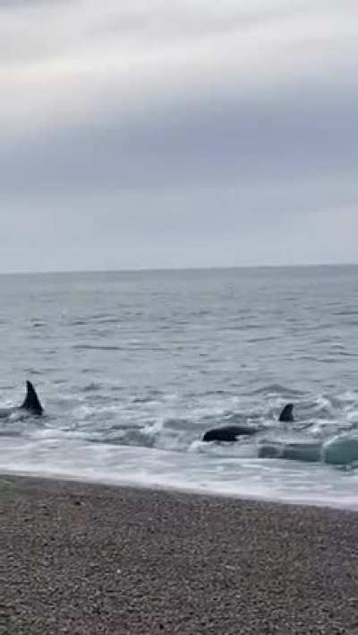 ? Adult orcas teaching the technique of hunting sea lions to other smaller orcas, on the shore of the beach. Video of @luchicazenave in Punta Norte, Valdes Peninsula, Chubut, Argentina