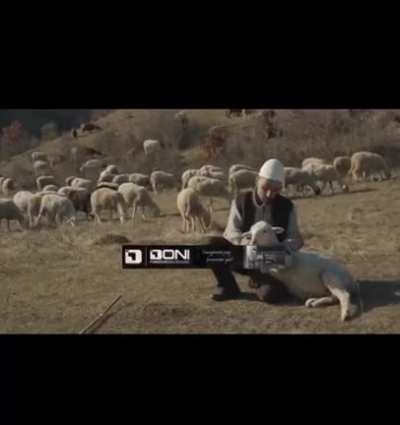 It seems like the sheep didn't enjoy his singing