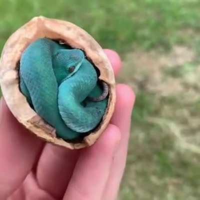 Unveiling this baby pit viper