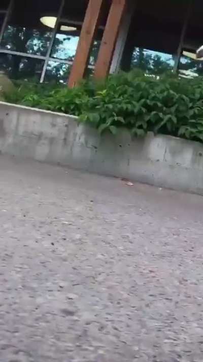 Baby Flamingos headed downtown looking for last minute shopping deals
