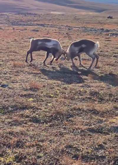 ? 2 bull reindeer fighting it out during the rut