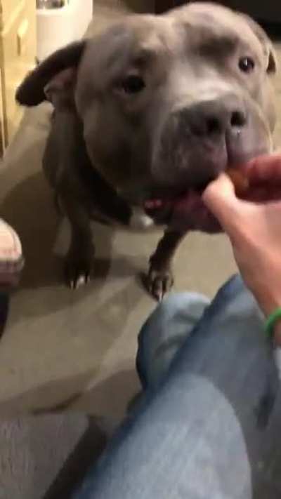Kovu saying “I Want” for a treat ?