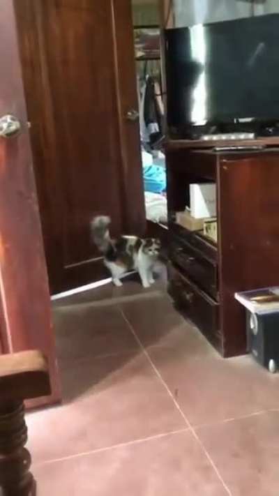 An Angry cat, A poor dog &amp; Two Hoomans