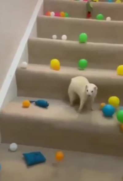 Ferret's Horror.