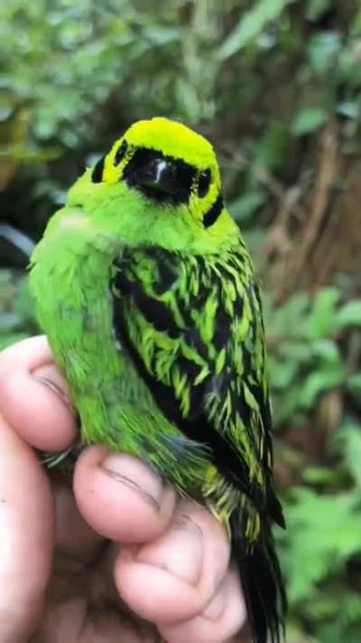 ? Emerald Tanager