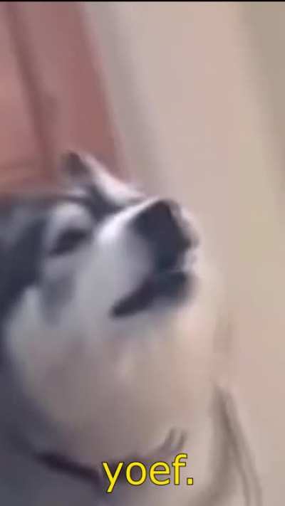 I found a video of a doggo singing and edited it accordingly.