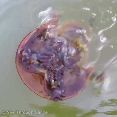 ? This is how a Horseshoe Crabs swims, upside down.