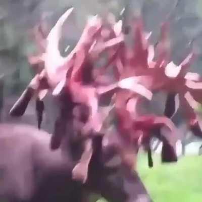 ? A buck shedding the velvet from its antlers