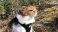 Blowing In The Wind