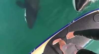 Definitely not my reaction if i saw a pack of killer whales?