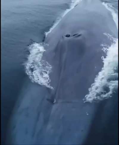 Blue whale surfacing. Sound on?