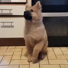Hungry jumping.