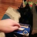 I just wanted a beer