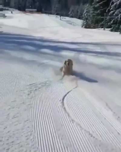 Living the dreams ?