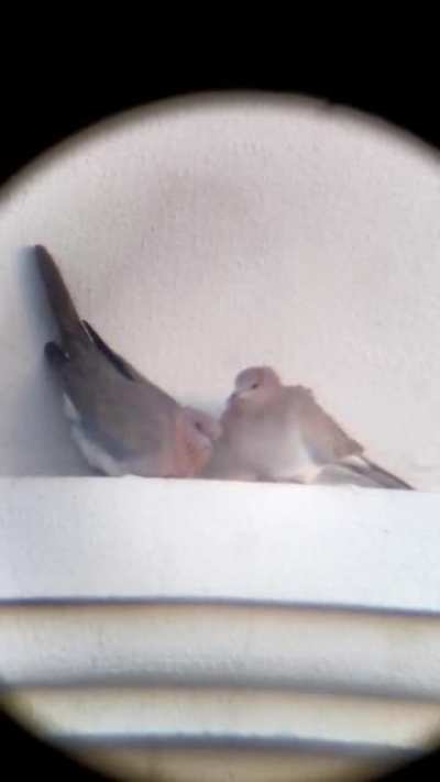Telebirbs