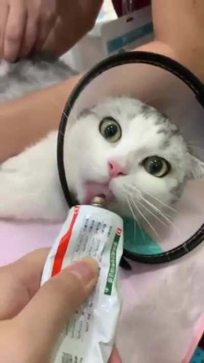 To be a normal cat