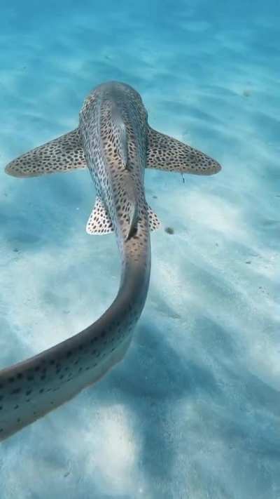 ? Leopard Shark